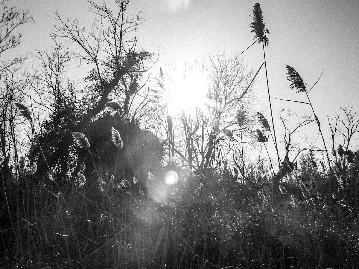 foto di erba e sole in controluce