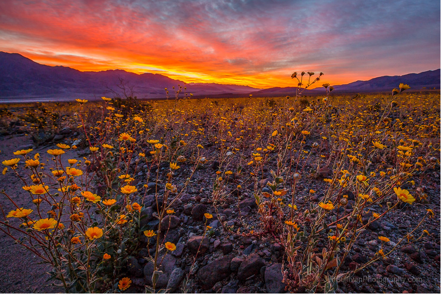 Durante le gradi fioriture il deserto si riempie di gialle distese di fiori selvatici
