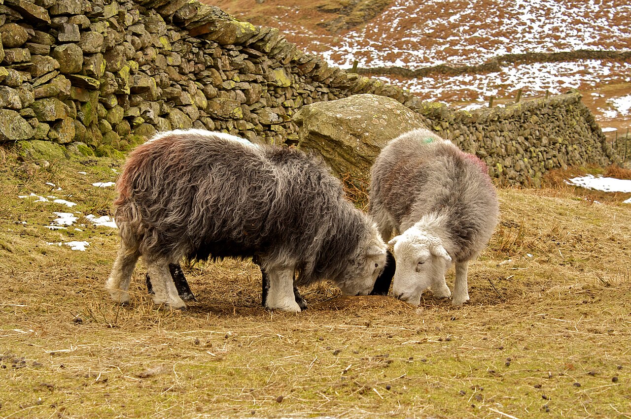 Due pecore Herdwick al pascolo nel Lake District. Foto di Alexander Baxevanis, Wikimedia Commons, CC BY 2.0.