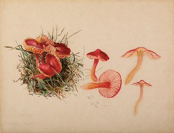 Beatrix Potter, studio micologico di Hygrocybe coccinea, 1897. Armitt Museum and Library, Wikimedia Commons, pubblico dominio.