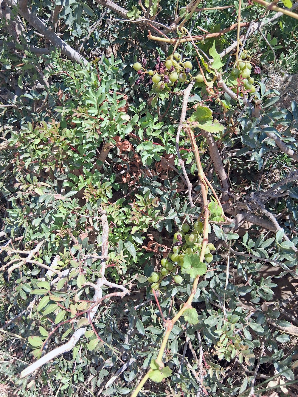 Intreccio di mirto e uva selvatica