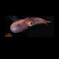 Hawaiian_Bobtail_squid-quare