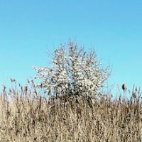 albero_small
