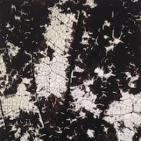 foglie_small