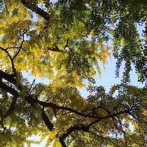 ginko square